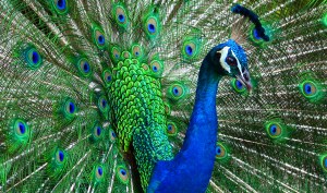 peacock